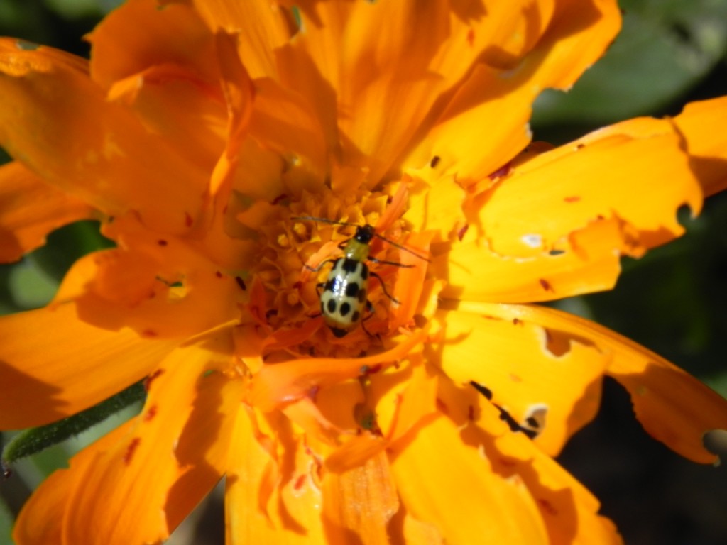 Coreopsis act as a "decoy" attracting beetle away from crops.