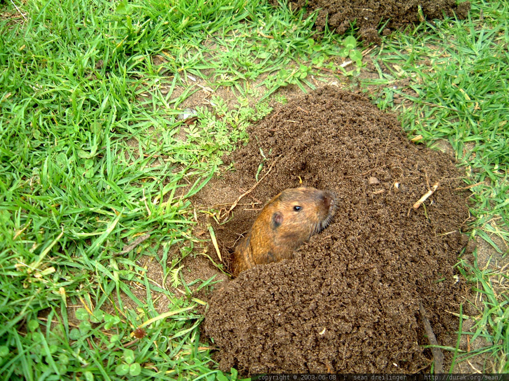 how to get rid of gophers - Central Coast Gardening