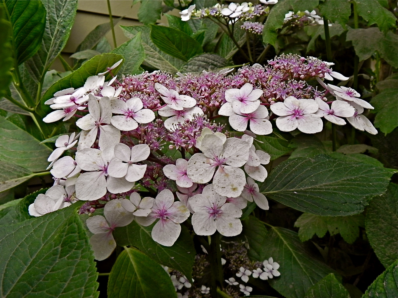 Lacecap hydrangeas from cuttings from Hearst Castle