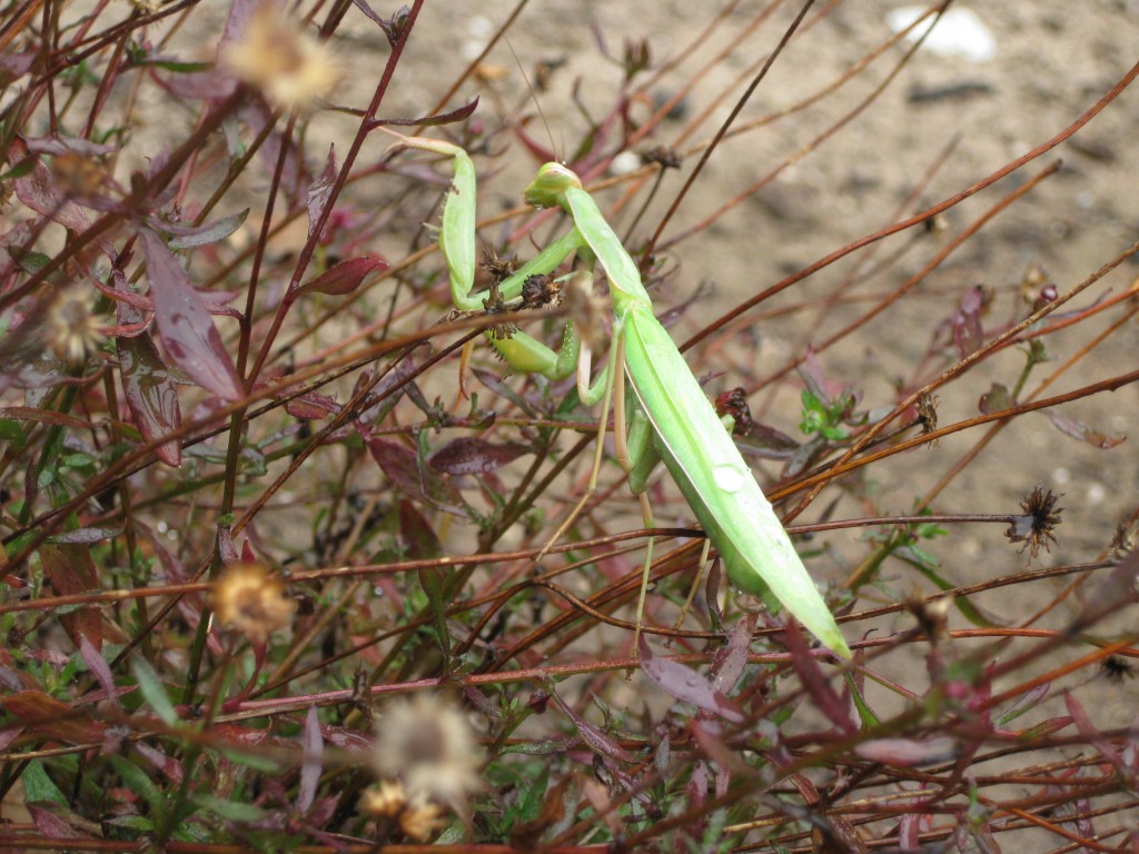 A praying mantis in a coastal garden.