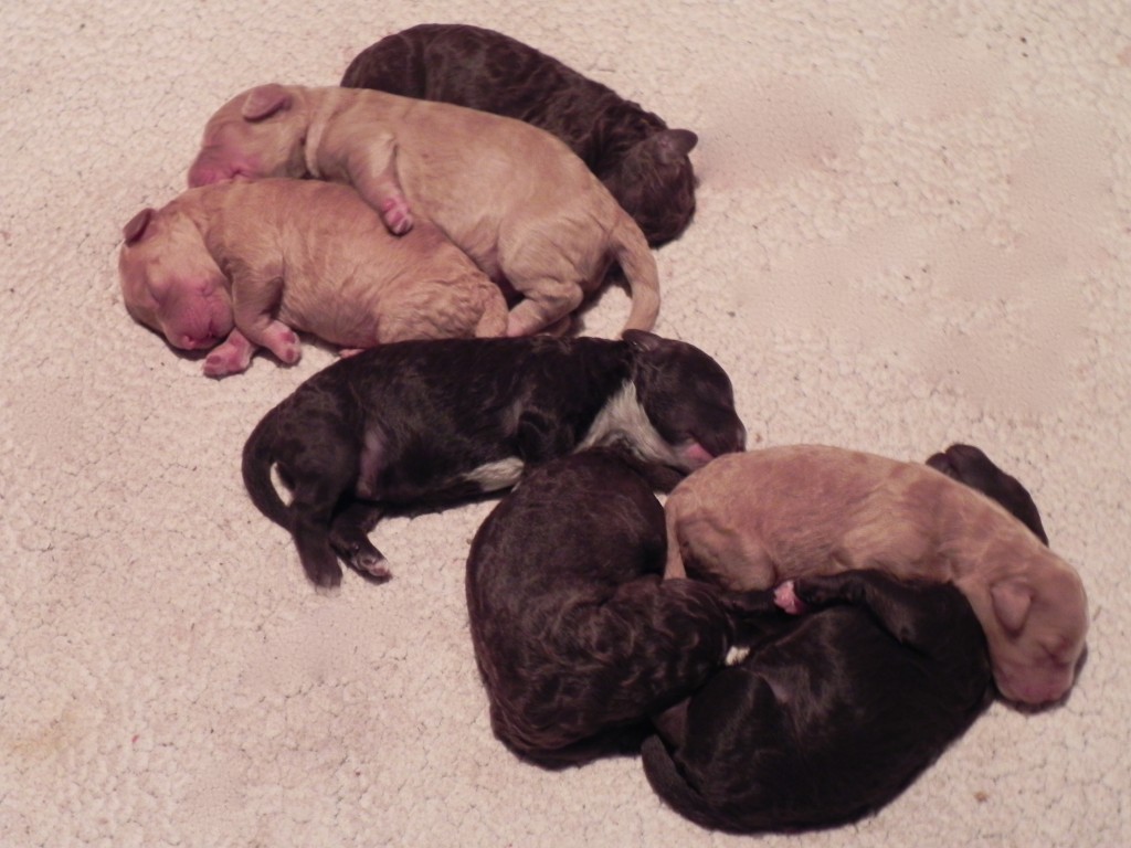 Tillie's puppies at 1 week. From top to bottom: Beaux, Babe, Oliver, Tuxedo, India, China Doll, Brown Sugar.