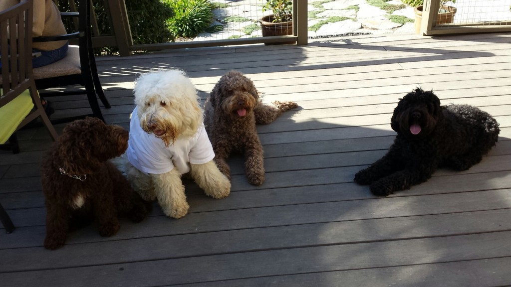 From left to right: Mattie (at 16 weeks), Chloe, Tillie, and Maddie. All Australian Labradoodles.