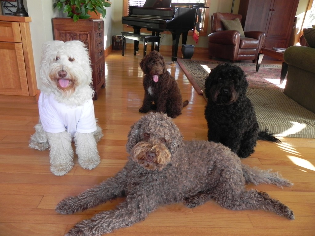 Four Australian Labradoodles resting after a playing in the garden.