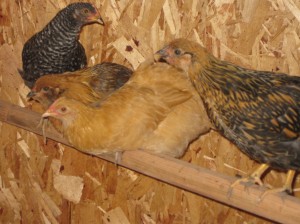 First night on their roost before the interior was painted.