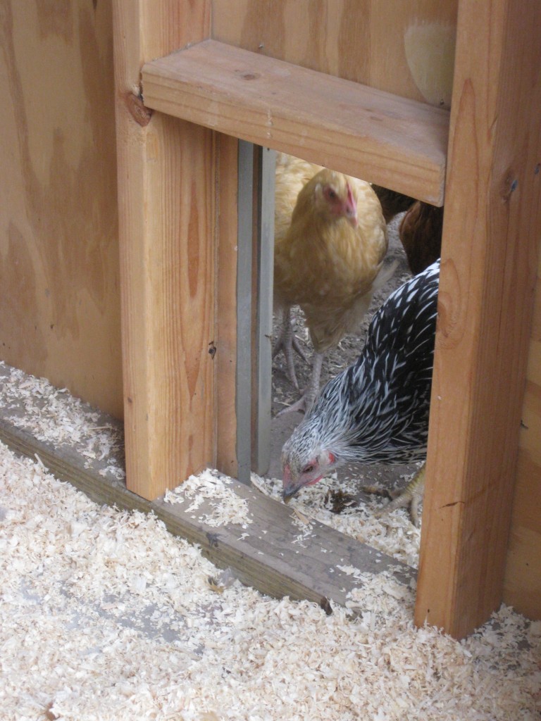 Pullets discovering their new sliding door to outside.