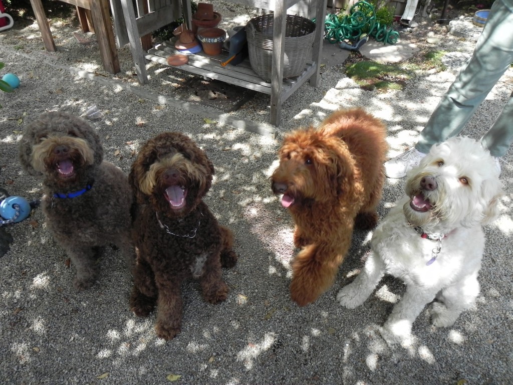 Four colors of labradoodles from left to right, cafe, chocolate, red, and cream. Beautiful!