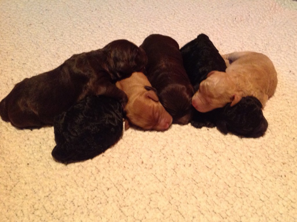 A "pile of labradoodle puppies" at 3 days. 