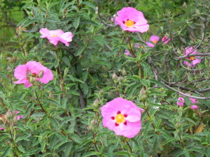 Pink rockrose blooms in late winter and is drought tolerant.