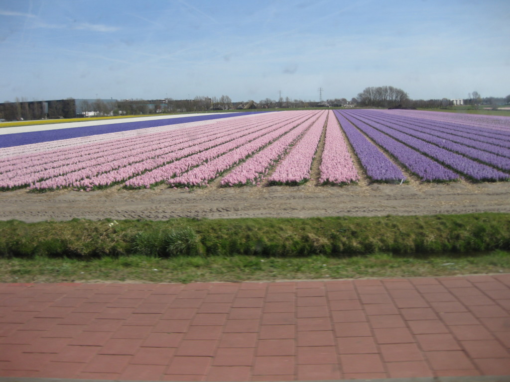 Rows of pink and lavender tulips growing outside of Amsterdam.