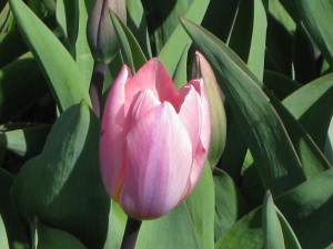 Pink Tulip in Amsterdam