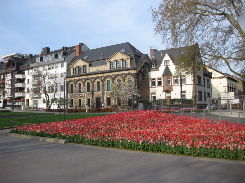 Tulips blooming outside of residences in Amsterdam.