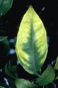 Leaf shows magnesium deficiency.