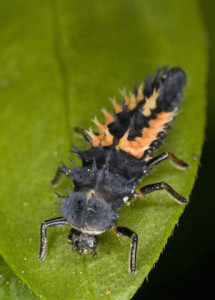 The ladybug larva looks nothing like the "lady". He devours aphids and their larvae in astonishing quantities. He is considered very beneficial.