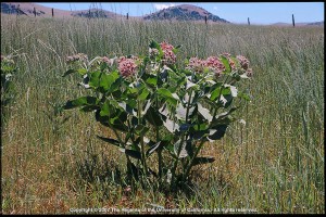 Showy milkweed plant