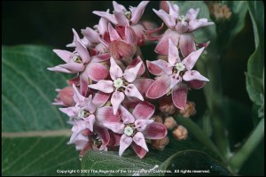 Pink blossoms of the "Showy" milkweed, native to California.