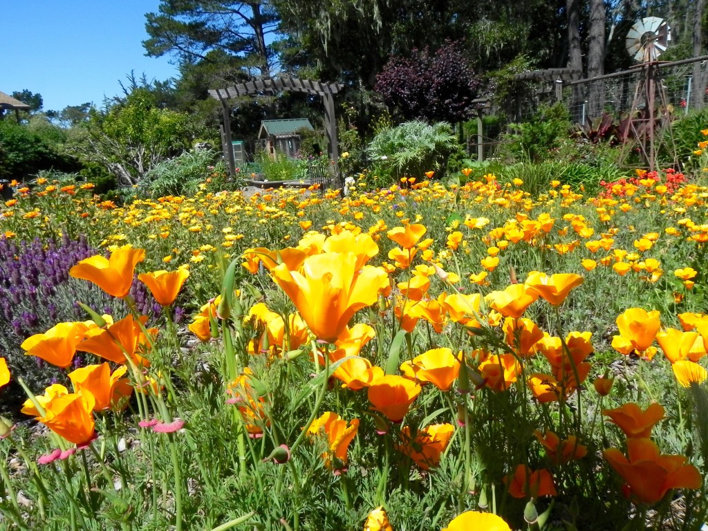 Wildflowers reseed themselves each year saving time and making gardening easier.