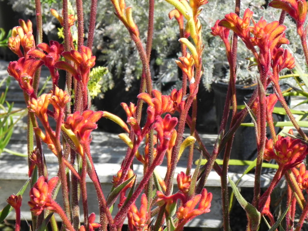 Drought tolerant plants save water and time to make gardening easier. Australian plants like the Kangaroo Paw are drought tolerant.