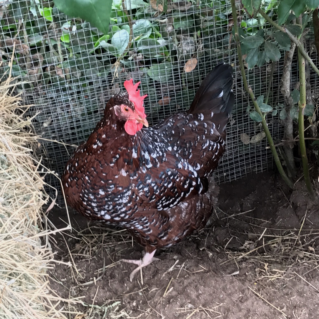 A speckled Sussex hen. One years old.
