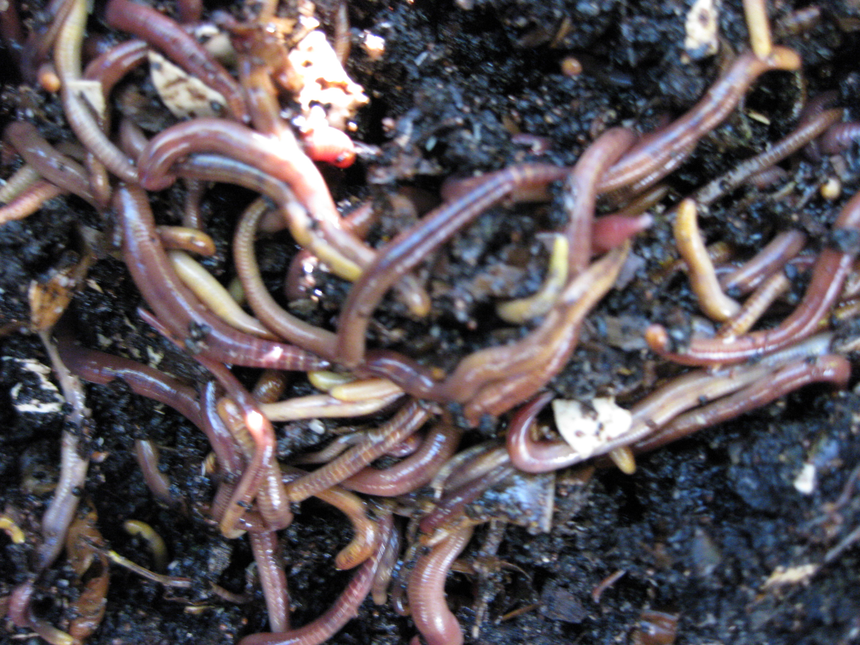 download harvesting worm castings download harvesting worm castings