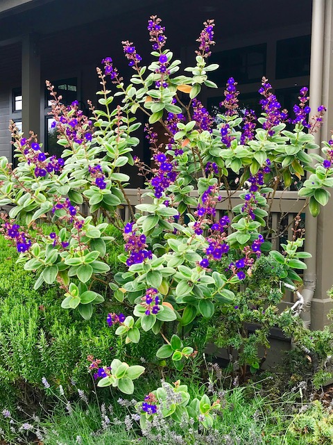 Tibouchina - Princess Flower Tibouchina purple blooming plant